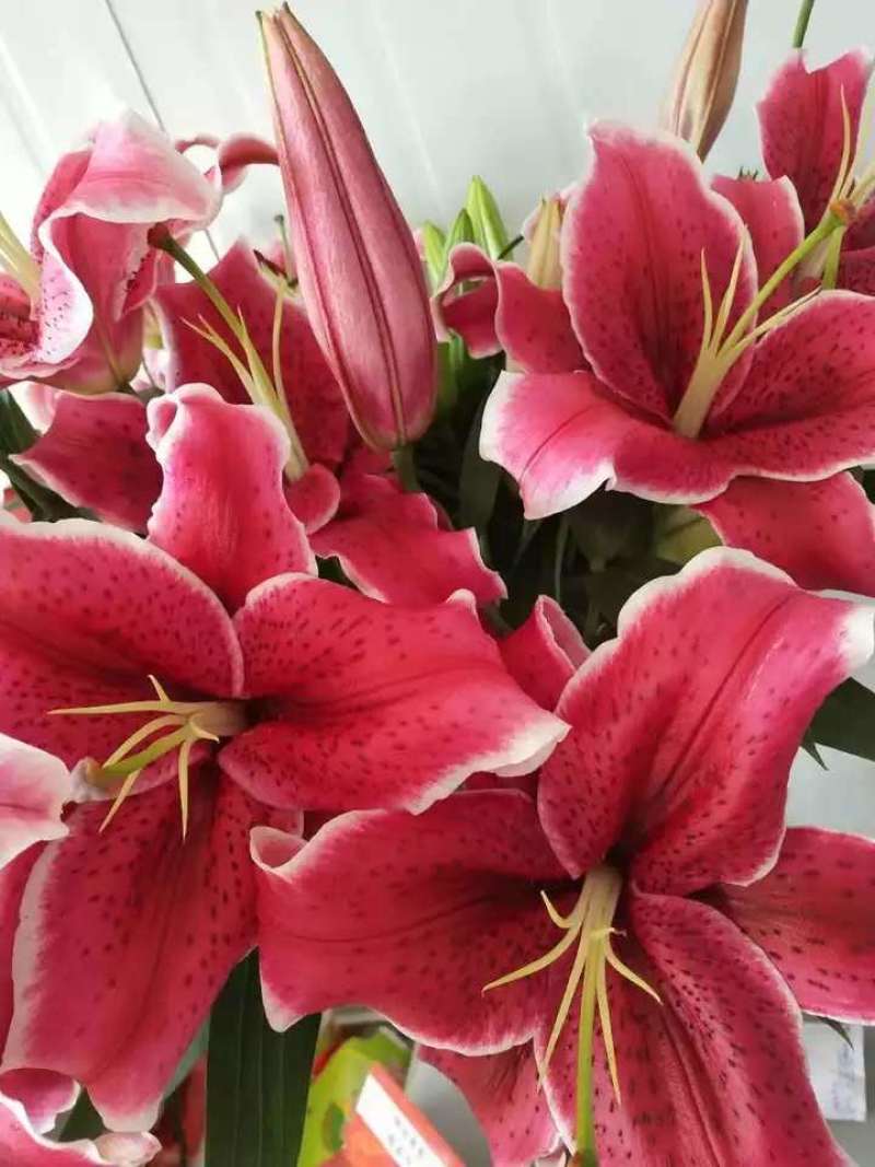 进口百合花种球重瓣进口百合四季种植花卉花海盆栽