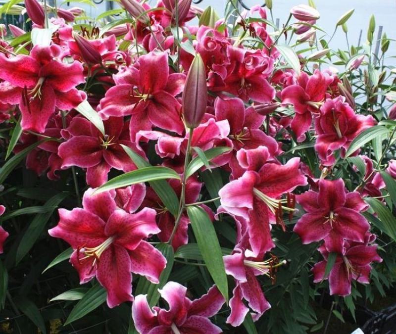 进口百合花种球重瓣进口百合四季种植花卉花海盆栽