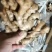 【精品】小黄姜，优质小黄姜。辣味足，货源充足，全国发货