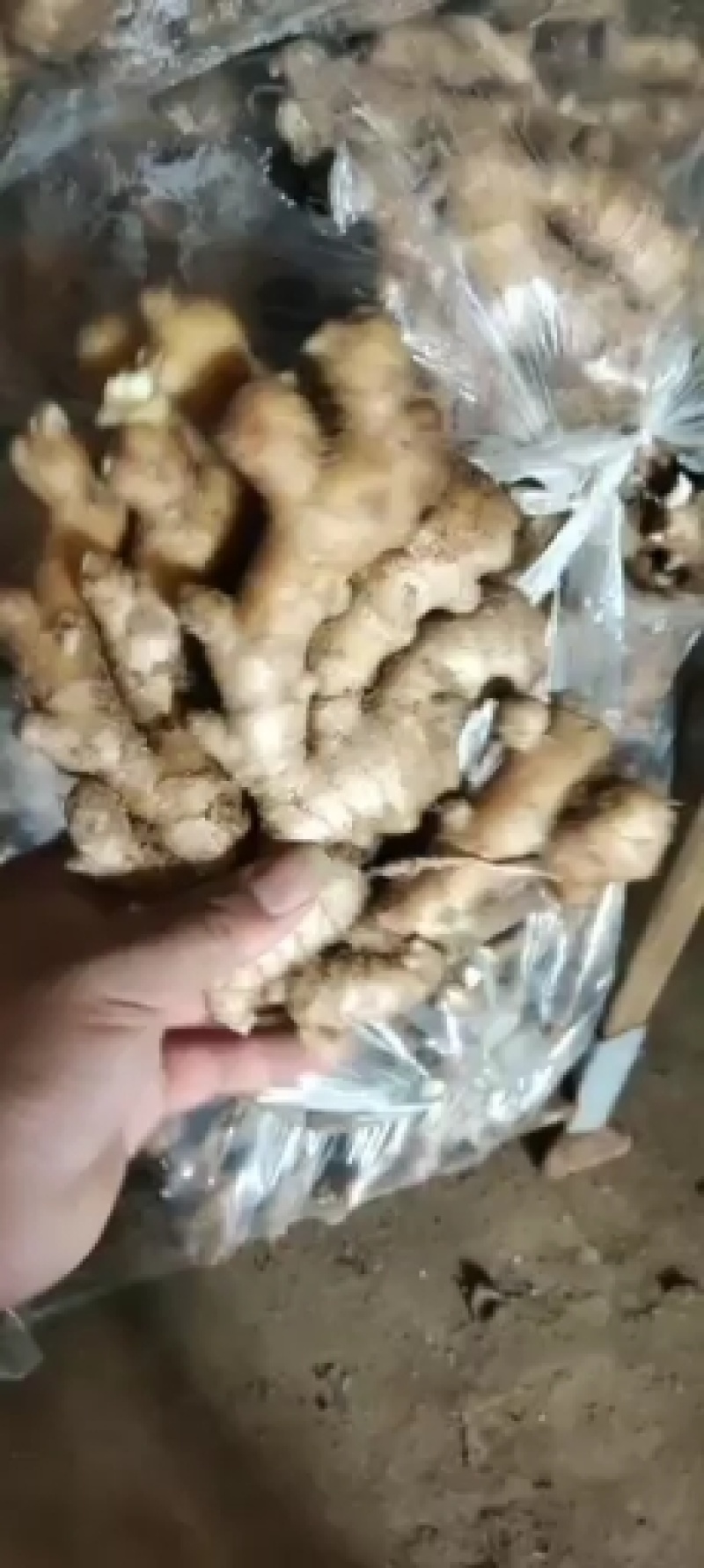 【精品】小黄姜，优质小黄姜。辣味足，货源充足，全国发货