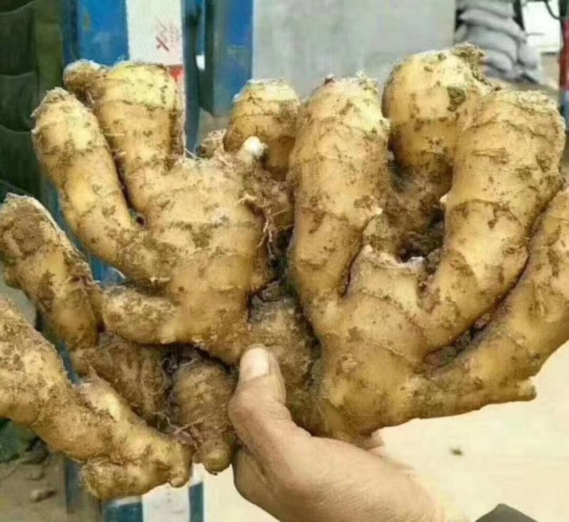 【精品】小黄姜，优质小黄姜。辣味足，货源充足，全国发货