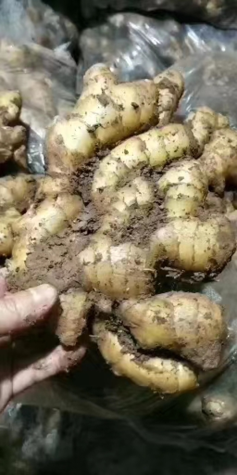 【精品】小黄姜，优质小黄姜。辣味足，货源充足，全国发货