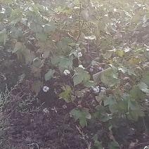 陆地长绒棉，白棉三级，高衣份籽棉