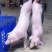 【推荐】高产母猪公猪厂家直销一条龙服务售后无忧