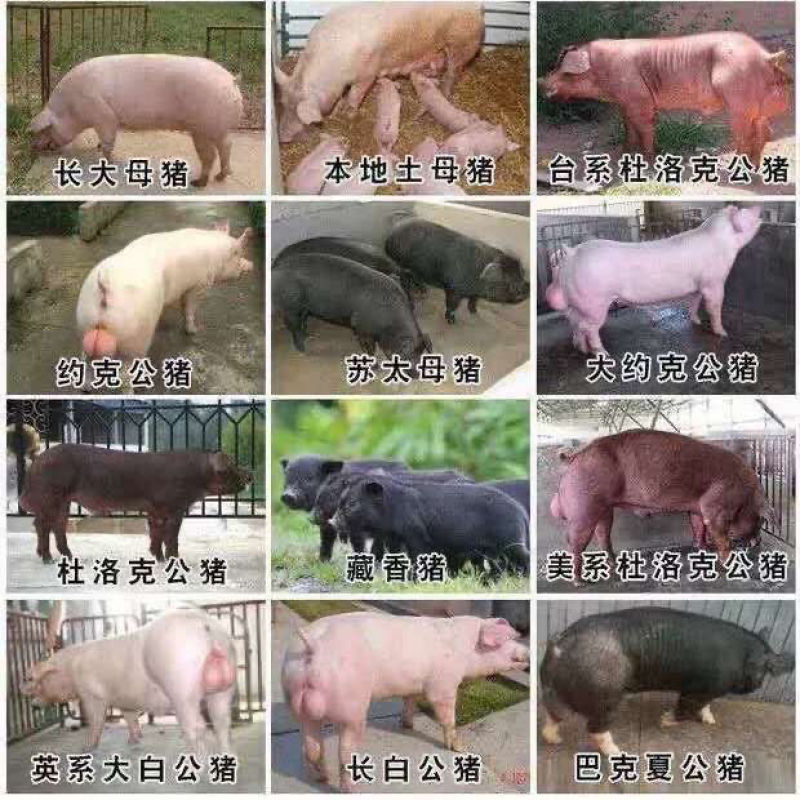 【推荐】高产母猪公猪厂家直销一条龙服务售后无忧