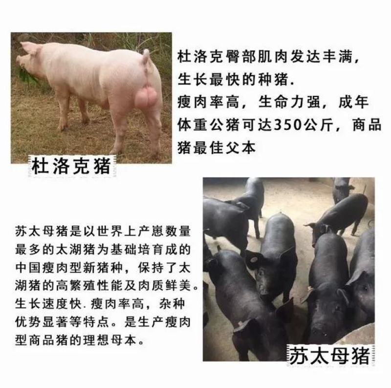 【推荐】高产母猪公猪厂家直销一条龙服务售后无忧