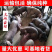 【推荐】高产母猪公猪厂家直销一条龙服务售后无忧
