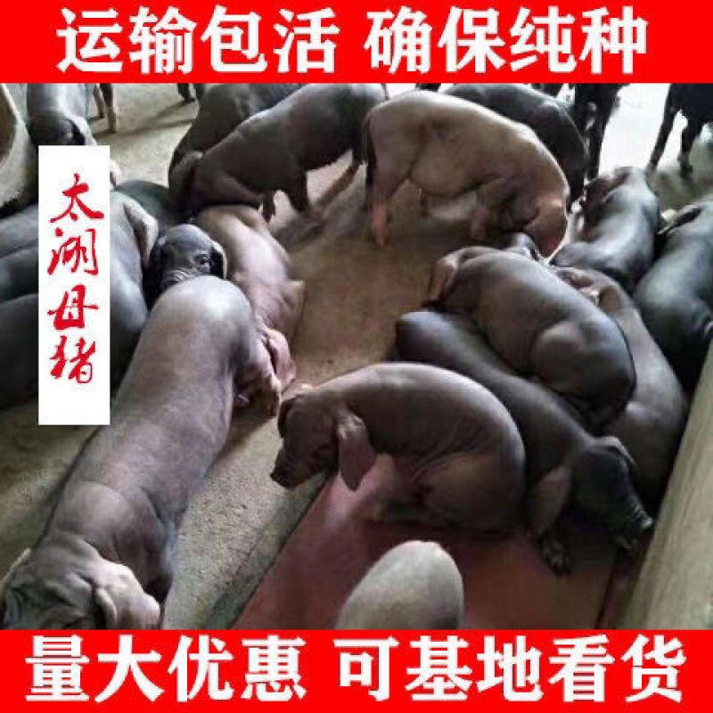 【推荐】高产母猪公猪厂家直销一条龙服务售后无忧