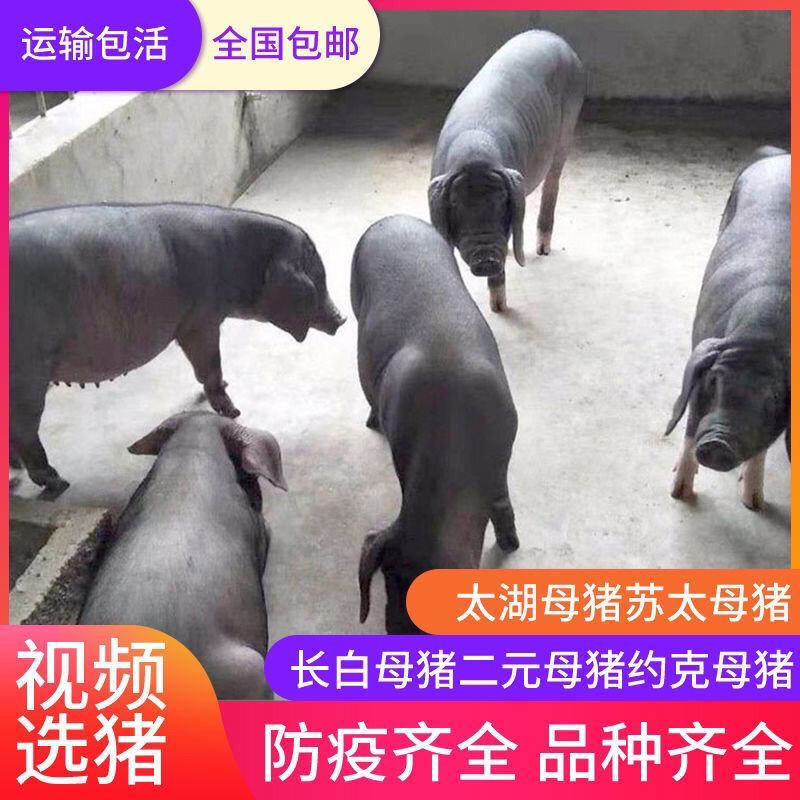 【推荐】高产母猪公猪厂家直销一条龙服务售后无忧