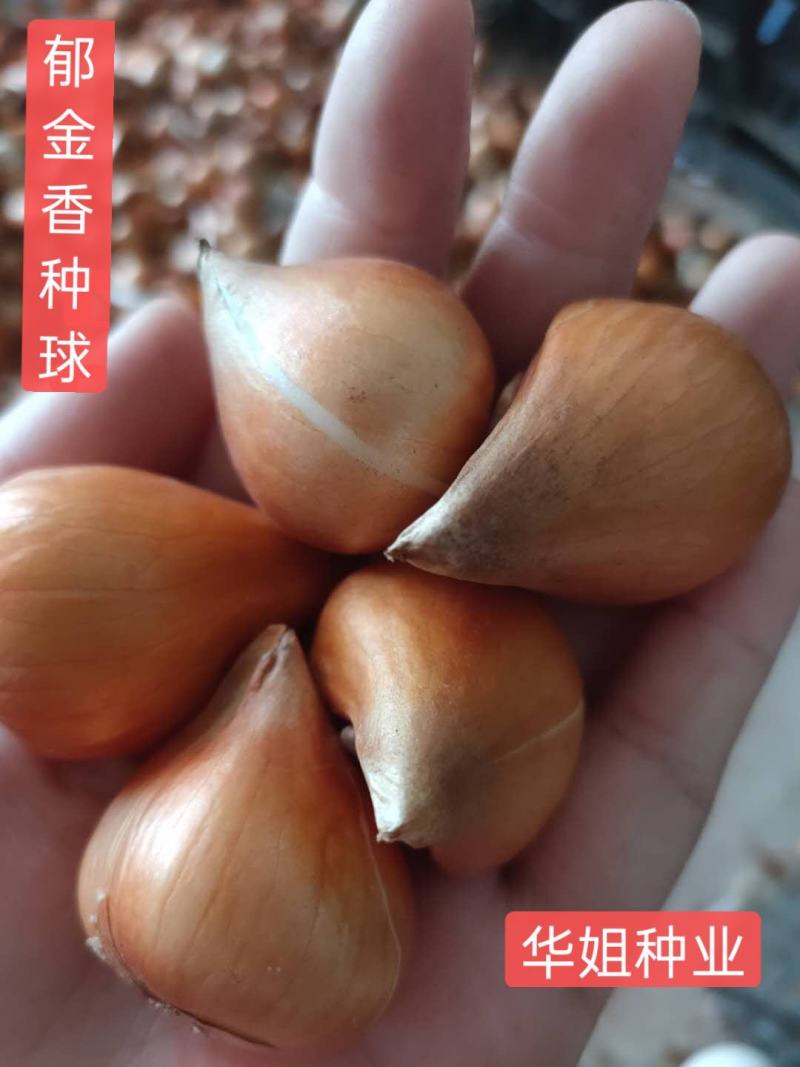 郁金香种球荷兰进口重瓣大球观花植物花海盆栽种球