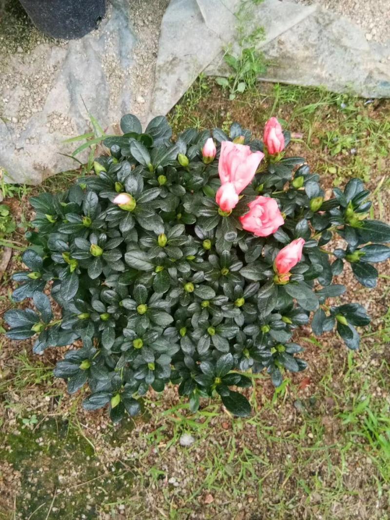 杜鹃西玛杜鹃红西玛，花开的非常漂亮，带苞发货