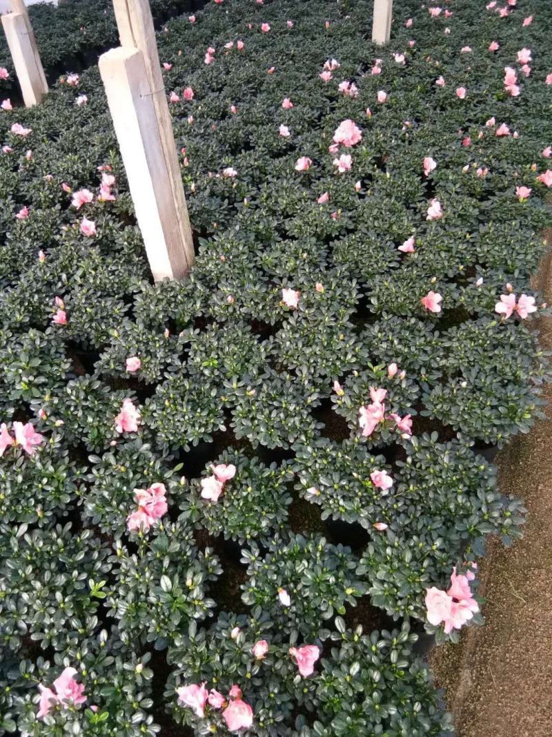 杜鹃西玛杜鹃红西玛，花开的非常漂亮，带苞发货