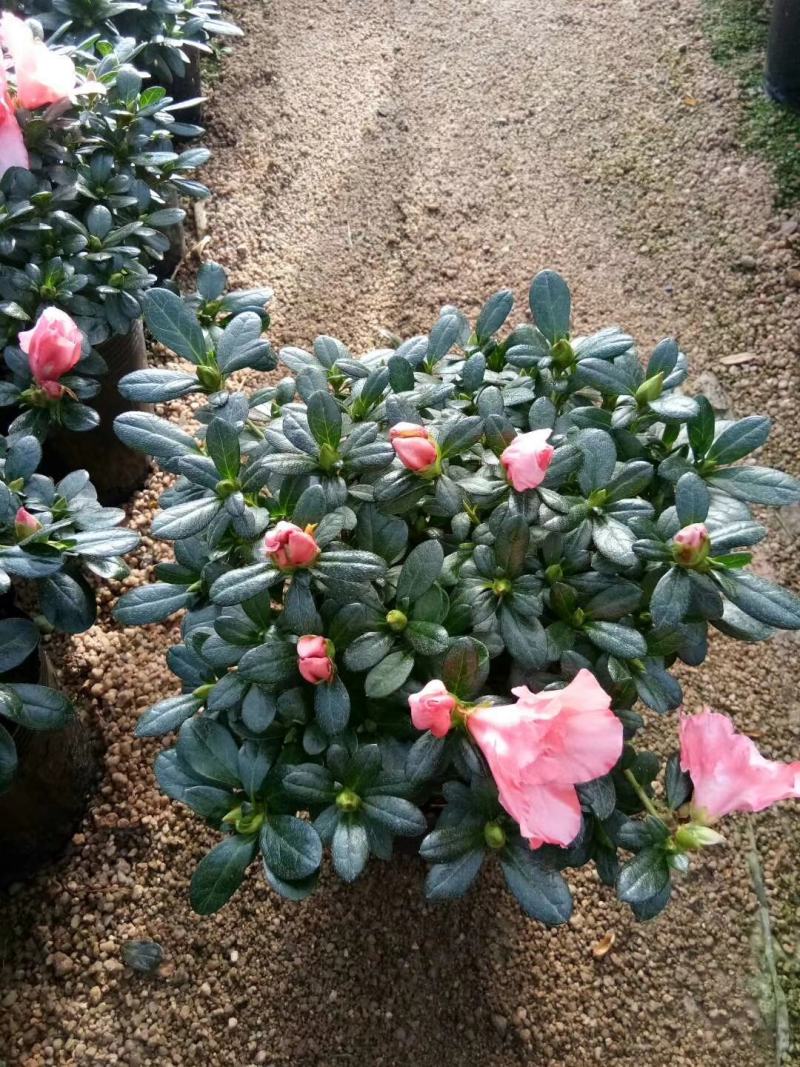 杜鹃西玛杜鹃红西玛，花开的非常漂亮，带苞发货