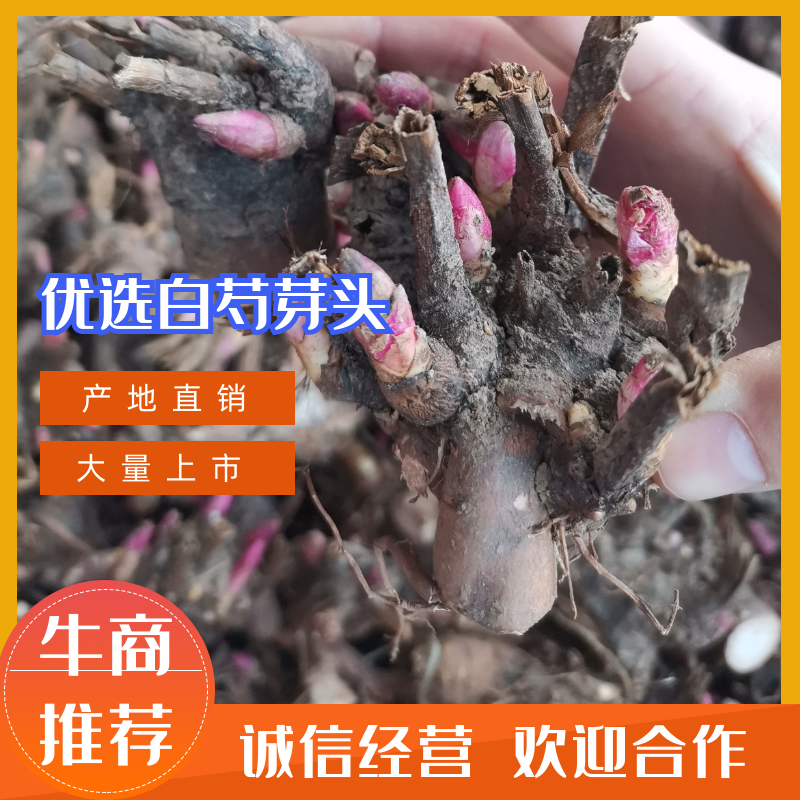 优选白芍芽改良白芍芽头100棵起发提供技术量大从优
