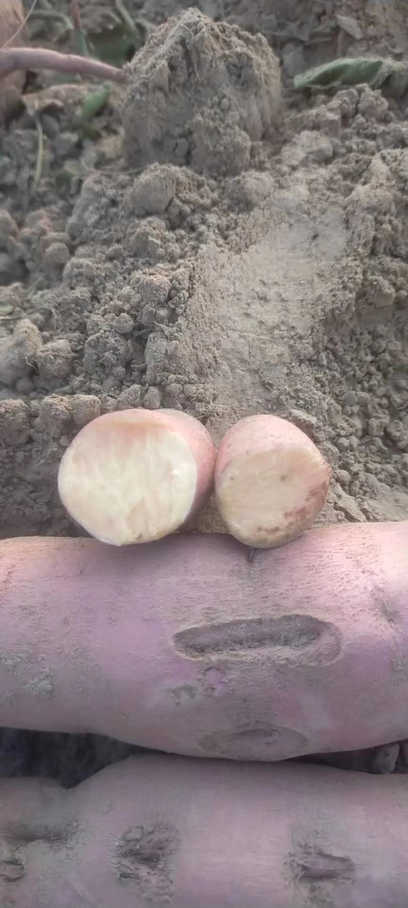 西瓜红产地价格广宗县西瓜红红薯沙土地红薯