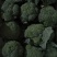 【精品】西兰花根小个匀大量上市产地直销