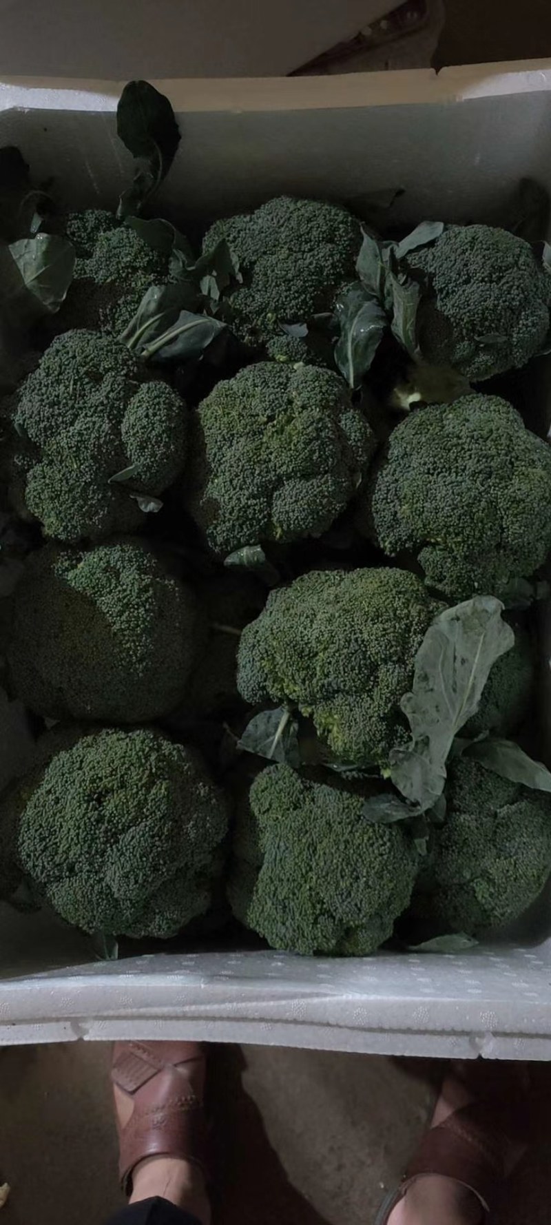 【精品】西兰花根小个匀大量上市产地直销