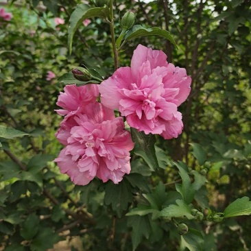 木槿苗单瓣木槿双瓣木槿红花木槿红色木槿花包邮
