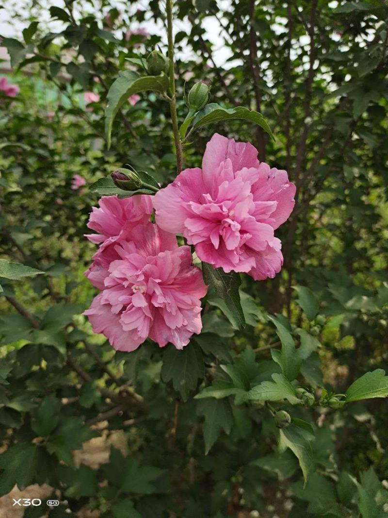 木槿苗单瓣木槿双瓣木槿红花木槿红色木槿花包邮