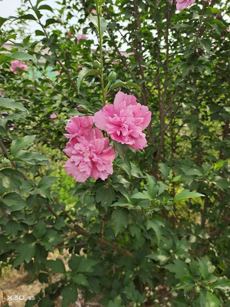木槿苗单瓣木槿双瓣木槿红花木槿红色木槿花包邮