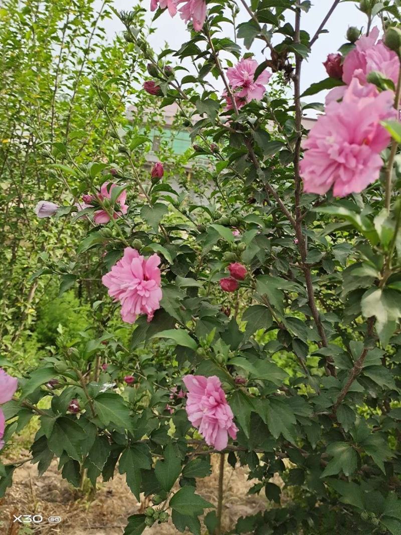 木槿苗单瓣木槿双瓣木槿红花木槿红色木槿花包邮