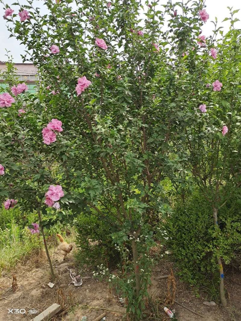 木槿苗单瓣木槿双瓣木槿红花木槿红色木槿花包邮
