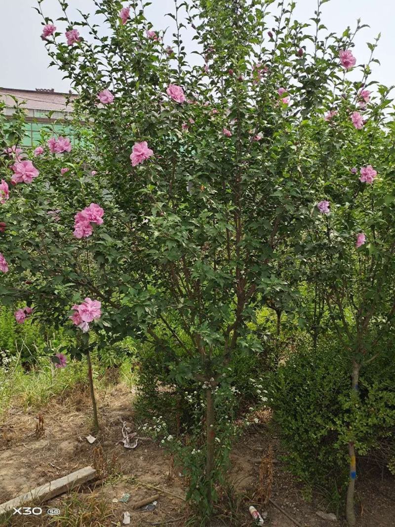 木槿苗单瓣木槿双瓣木槿红花木槿红色木槿花包邮