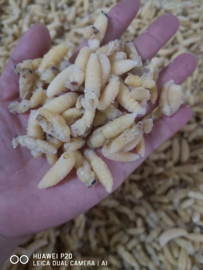 树蜂一级二级混合生冻熟冻蜂蛹，生冻，熟冻，蒸货