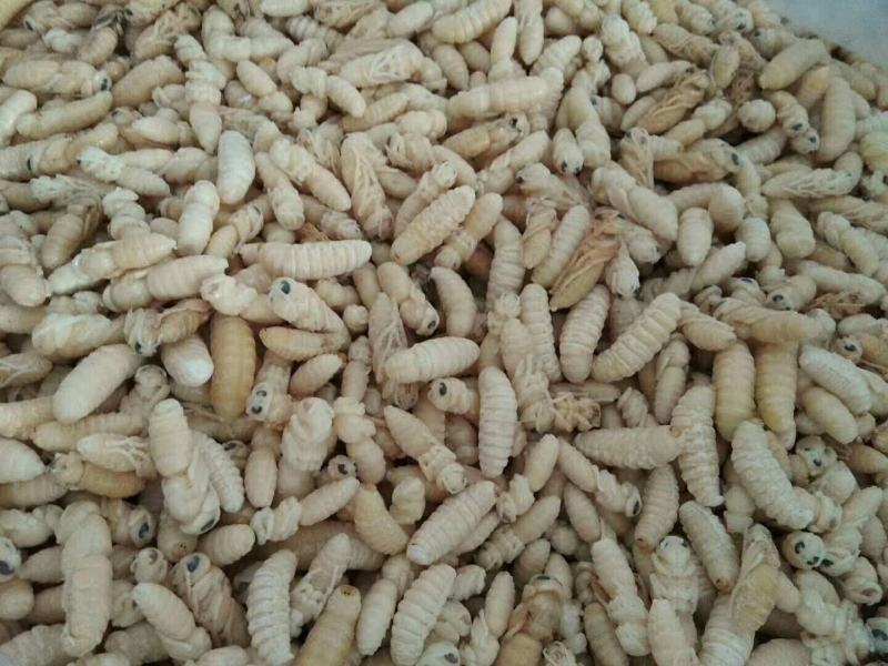 树蜂一级二级混合生冻熟冻蜂蛹，生冻，熟冻，蒸货