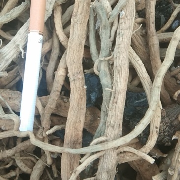 甘肃省酒泉市金塔县板蓝根新货即将上市，需要的客户请联系