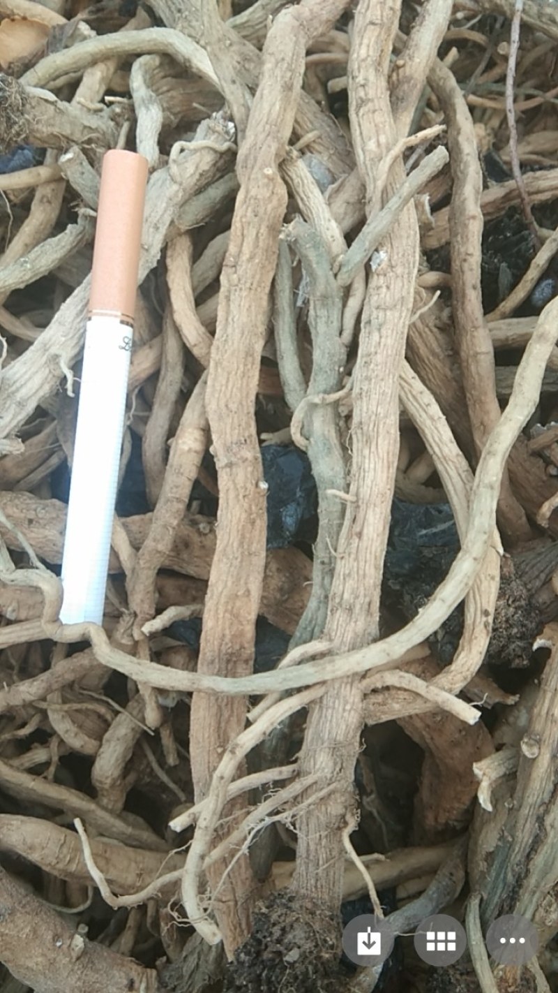 甘肃省酒泉市金塔县板蓝根新货即将上市，需要的客户请联系