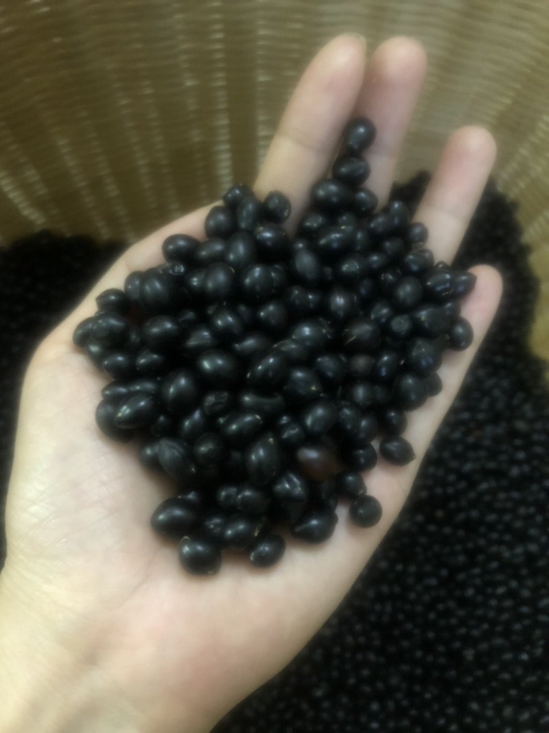 大量出售山豆根种子颗颗饱满发芽率高