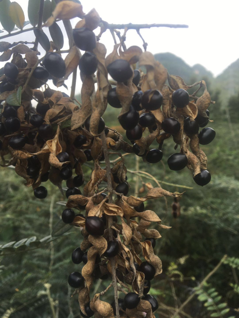 大量出售山豆根种子颗颗饱满发芽率高