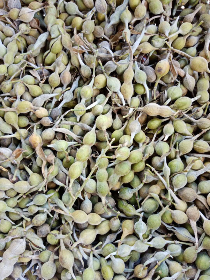 大量出售山豆根种子颗颗饱满发芽率高