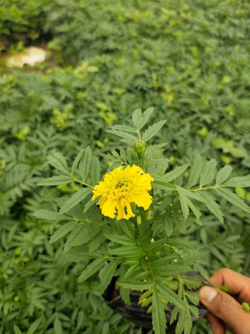 万寿菊12*13杯基地直发绿化美化色块