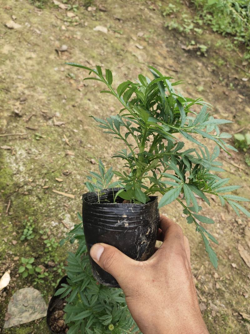 万寿菊12*13杯基地直发绿化美化色块