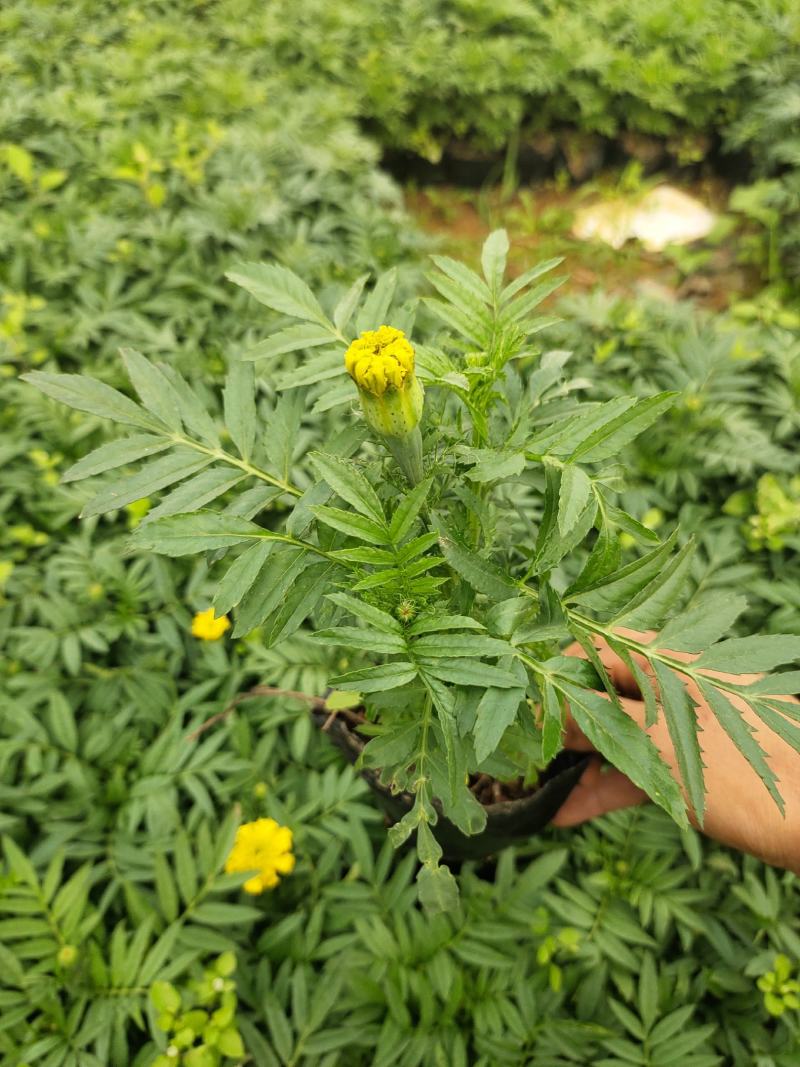 万寿菊12*13杯基地直发绿化美化色块