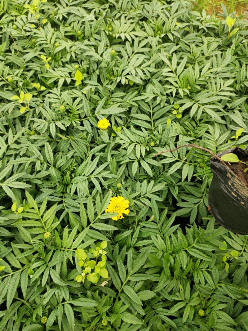 万寿菊12*13杯基地直发绿化美化色块