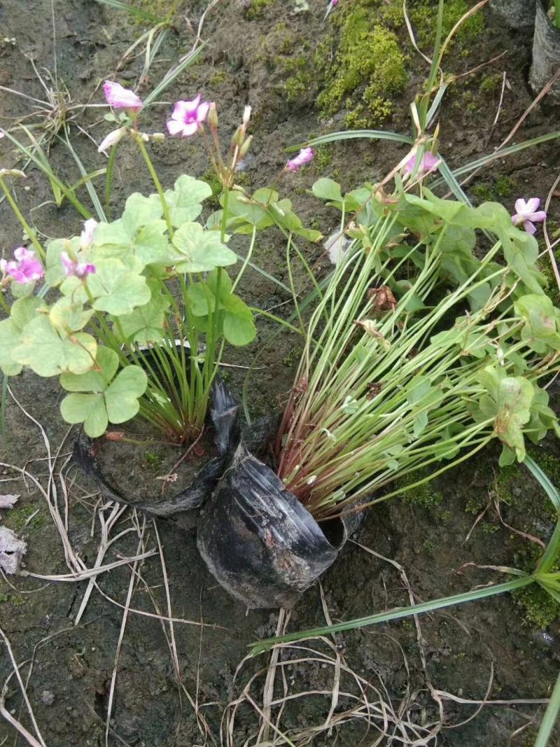 产地批发红花酢浆草青叶醡浆草杯苗基地直销一手货源