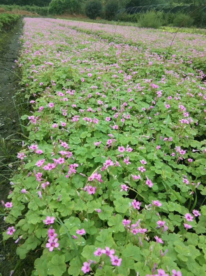 产地批发红花酢浆草青叶醡浆草杯苗基地直销一手货源