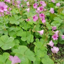 产地批发红花酢浆草青叶醡浆草杯苗基地直销一手货源