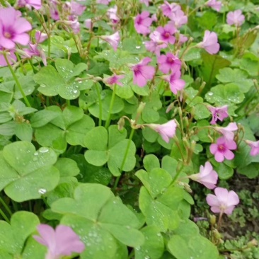 产地批发红花酢浆草青叶醡浆草杯苗基地直销一手货源
