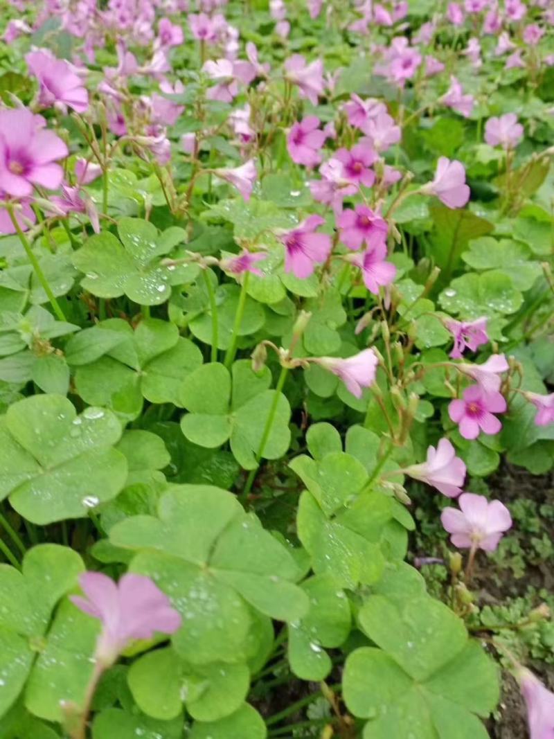 产地批发红花酢浆草青叶醡浆草杯苗基地直销一手货源