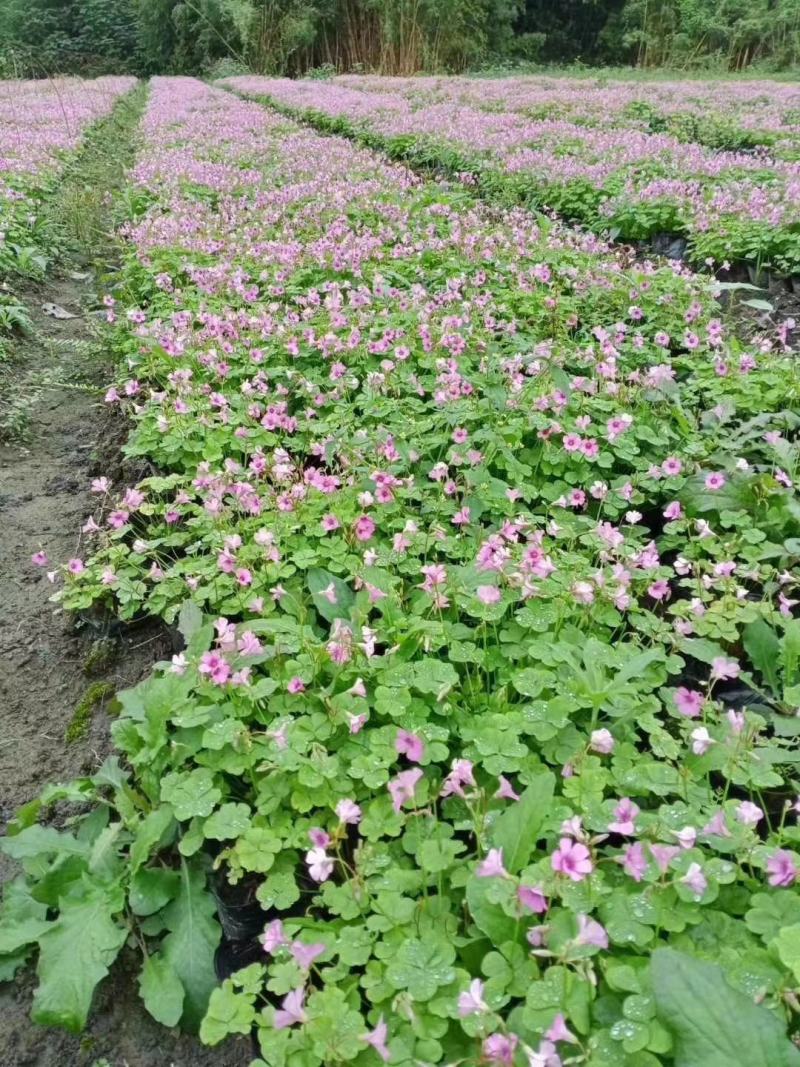 产地批发红花酢浆草青叶醡浆草杯苗基地直销一手货源