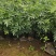 万寿菊12*13杯基地直发绿化美化色块