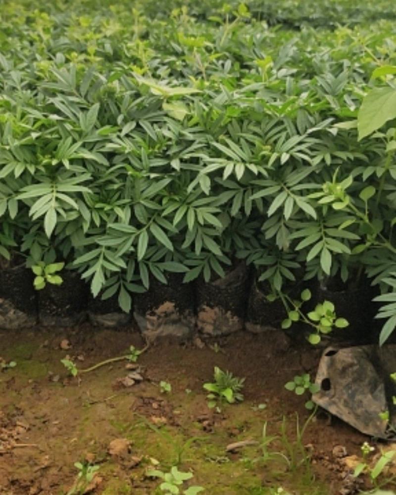 万寿菊12*13杯基地直发绿化美化色块