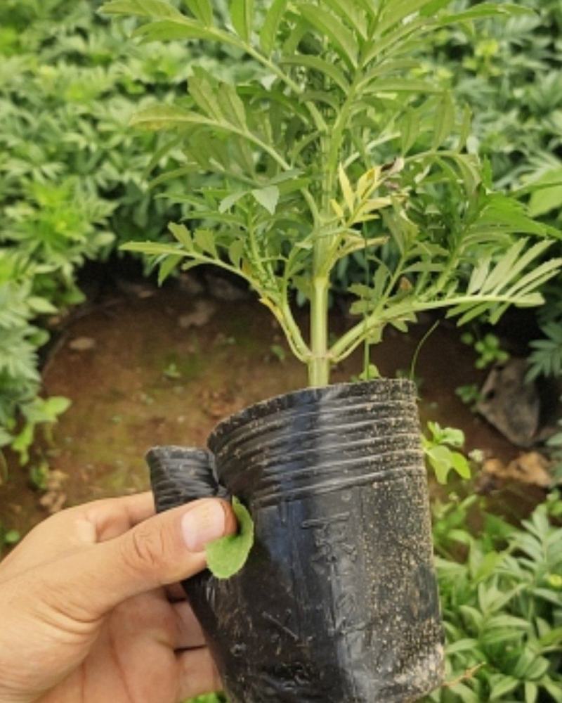 万寿菊12*13杯基地直发绿化美化色块