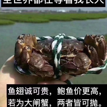 江苏高淳大闸蟹直批可以视频看收货品质有保证