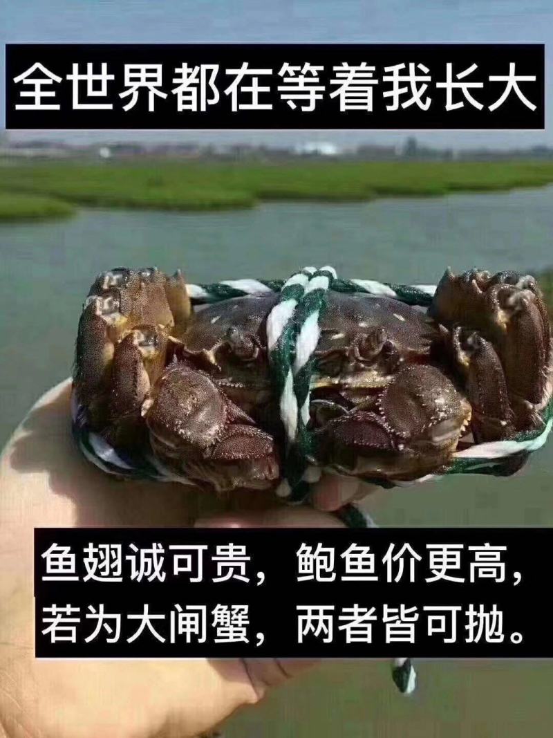 江苏高淳大闸蟹直批可以视频看收货品质有保证