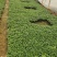一串红基地直发城市绿化美化工程用10袋苗量大从优